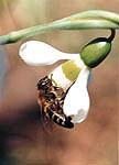 Visibaba (Galanthus nivalis L.)