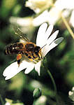 Zvezdarka (Stellaria holostea L.)