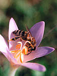 Mrazovac (Colchicum autumnale L.)